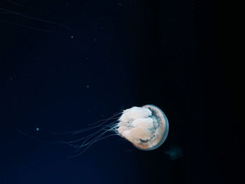 Close-up of jellyfish swimming in sea