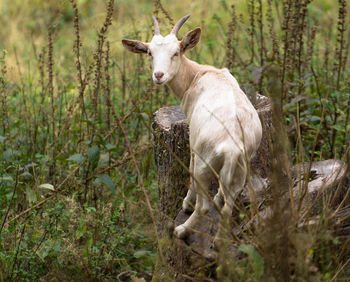 Sheep standing in a field