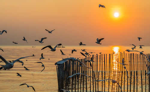 Seagulls flying over sea against sky during sunset