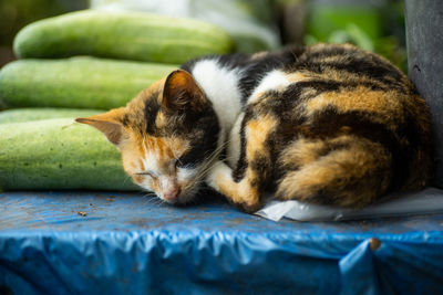 Close-up of a cat sleeping
