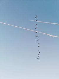 Low angle view of birds flying against clear sky