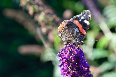 Close-up of butterfly pollinating on purple flower