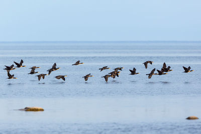 Bird migration with great cormorant at the sea