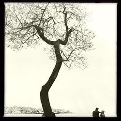 Bare trees against sky