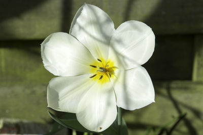 Close-up of frangipani blooming outdoors