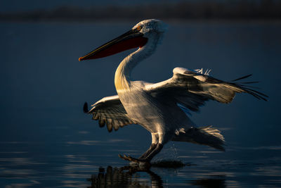 Close-up of pelican