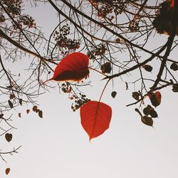 Low angle view of trees against sky