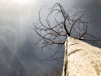 Low angle view of bare tree against sky