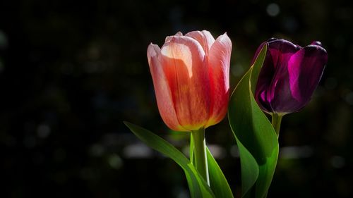 Close-up of pink tulip flower