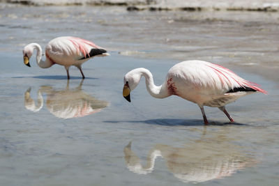 View of birds in calm water