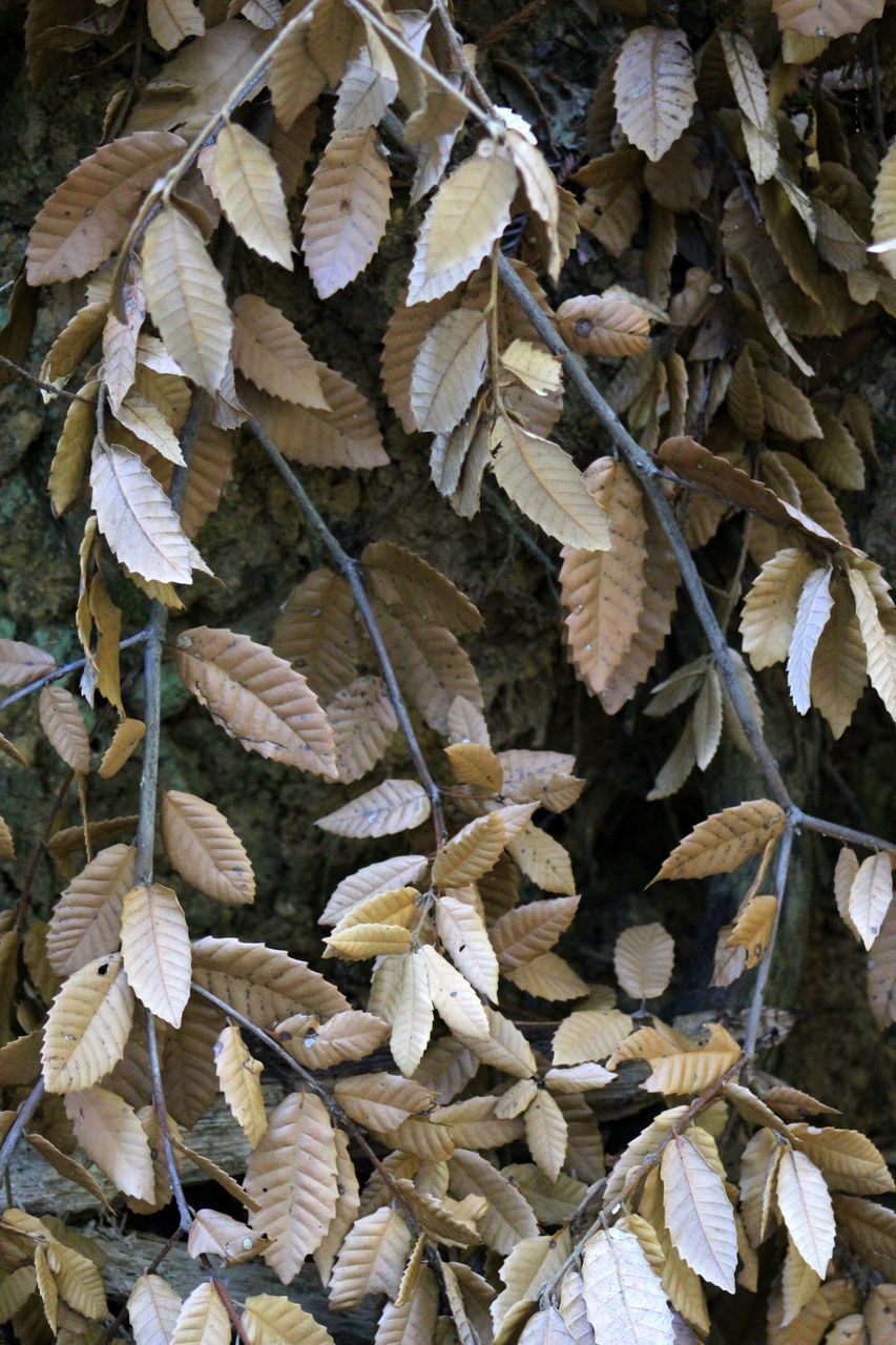 CLOSE-UP OF DRIED LEAVES