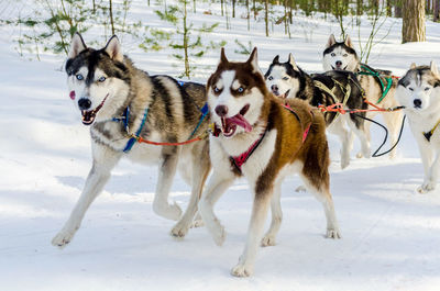 Dogs on snow covered land