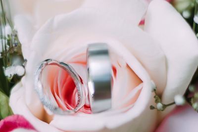 Close-up of hand holding white roses