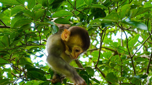 Low angle view of monkey on tree