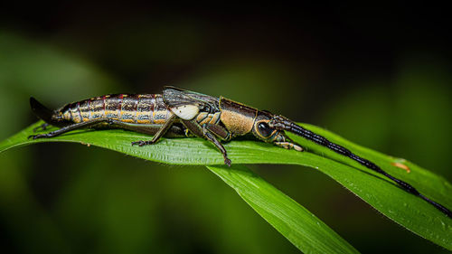 Close-up of insect on leaf