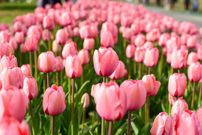 Close-up of red tulips