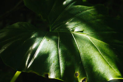 Close-up of plant