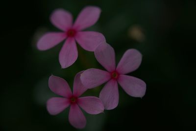 Close-up of frangipani blooming outdoors at night