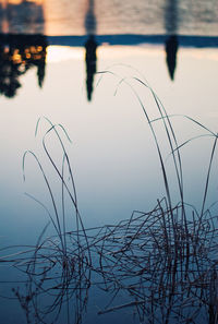 Close-up of silhouette plants against lake during sunset