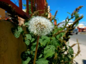 Close-up of flower blooming against sky