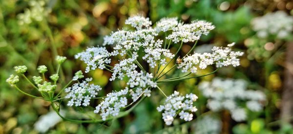 Close-up of white flowering plant