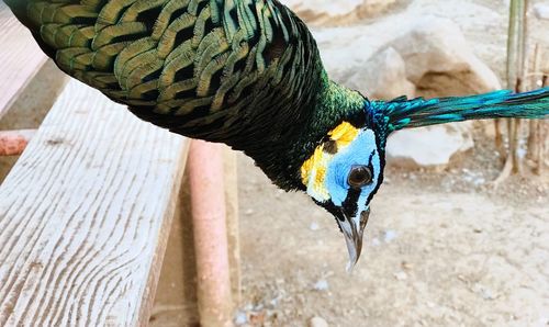 High angle view of a bird drinking water
