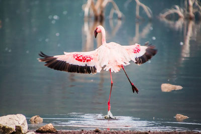 Close-up of birds in lake