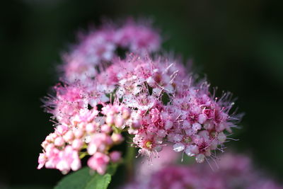 Close-up of insect on pink flower