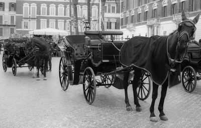 Horse cart on street in city