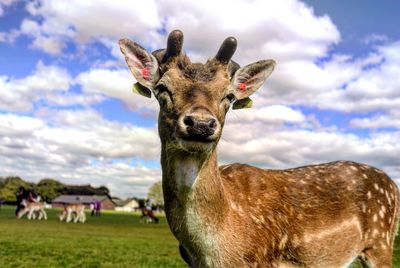 Portrait of deer on field against sky