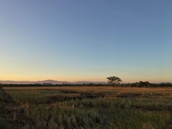 Scenic view of field against clear sky during sunset