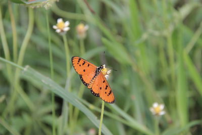 Close-up of butterfly pollinating flower