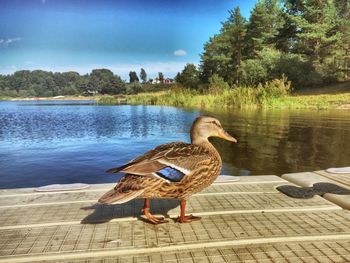 Mallard duck swimming on lake