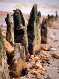 Close-up of rocks on field