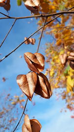Low angle view of dried leaves on plant against sky