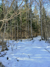 Snow covered trees in forest