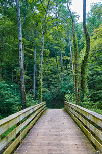 Footpath amidst trees in forest