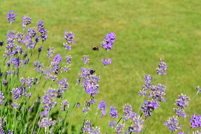 Close-up of purple flowers blooming in field