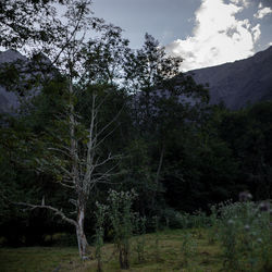 Low angle view of trees in forest against sky