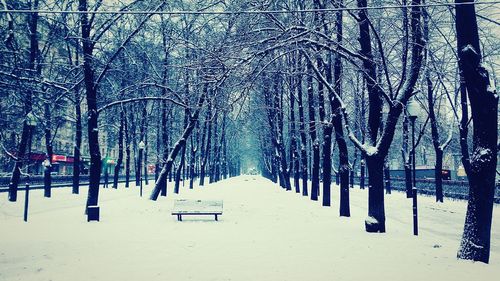 Empty road along trees