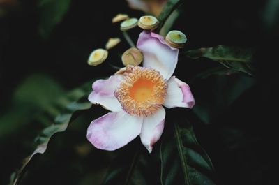 Close-up of flowering plant