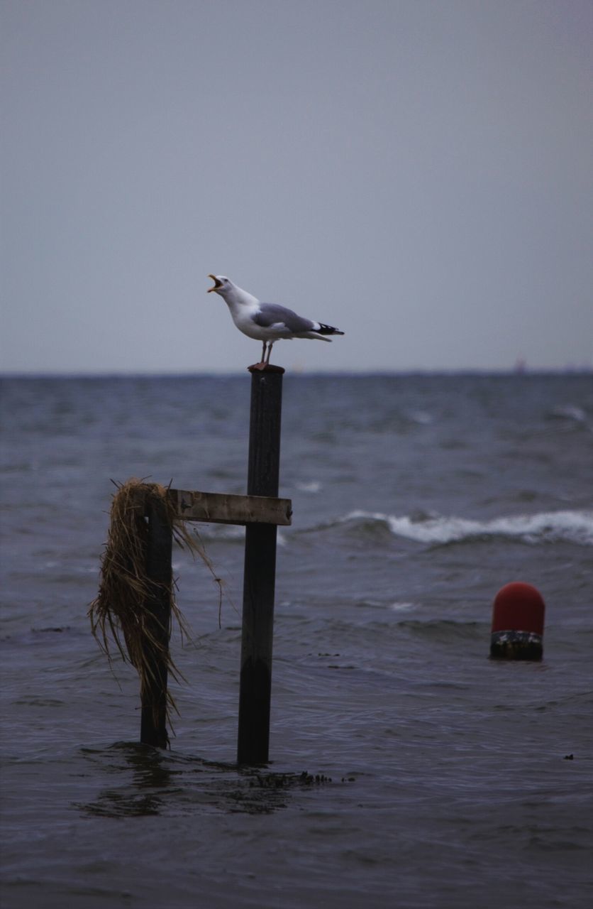 bird, sea, water, animal themes, animals in the wild, horizon over water, seagull, wildlife, one animal, clear sky, wood - material, wooden post, flying, nature, perching, pier, tranquil scene, tranquility, copy space, sky