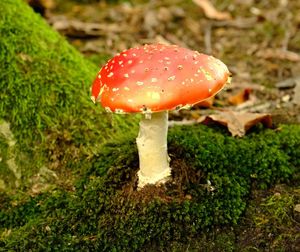 Close-up of fly agaric mushroom on field