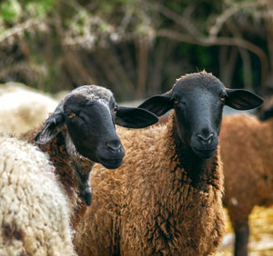 Portrait of sheep on field