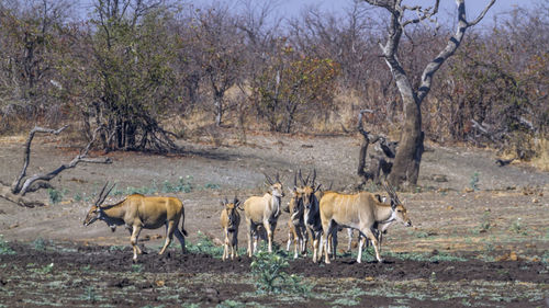 Antelopes walking on land against trees in forest