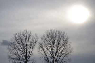 Low angle view of bare trees against sky