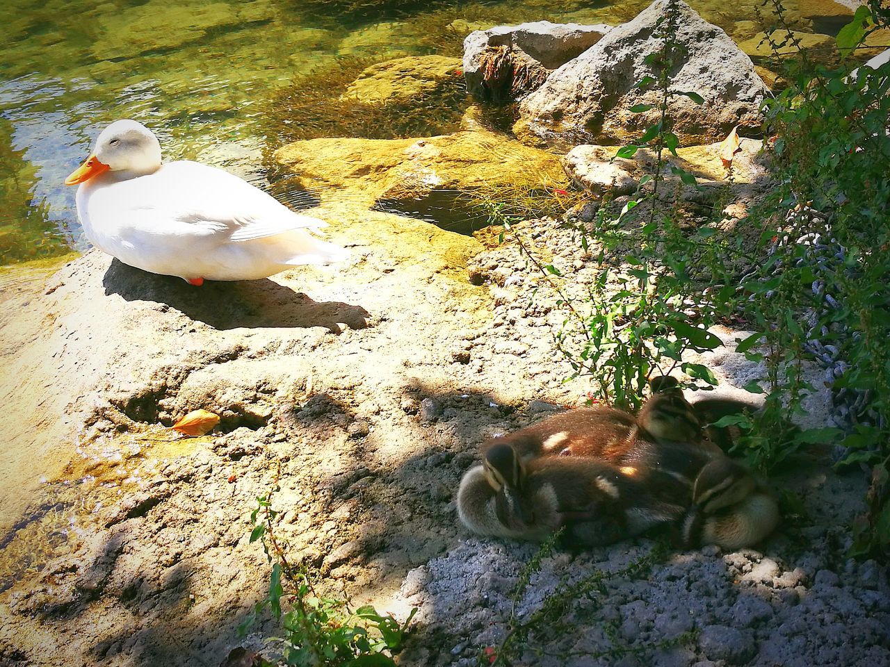 animal themes, bird, wildlife, field, nature, grass, day, water bird, outdoors, no people, lakeshore, close-up, beauty in nature, goose, grassy, tranquility