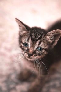 Close-up portrait of tabby cat