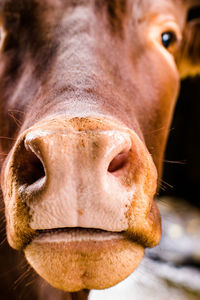 Close-up of a horse