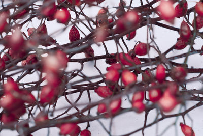 Close-up of berries on tree